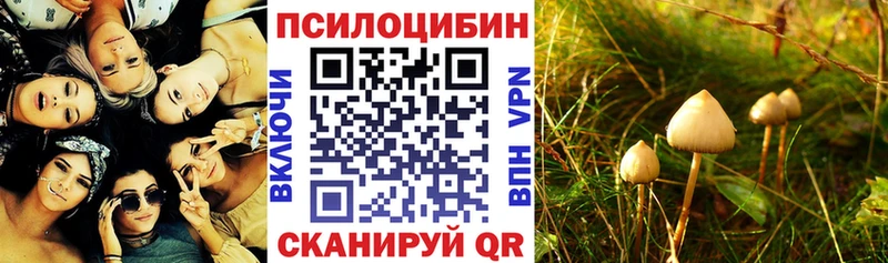 Купить  Майкоп  Псилоцибиновые грибы Psilocybe 